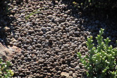 Pronolagus rupestris