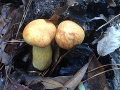Gymnopilus subspectabilis