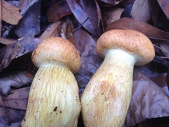 Gymnopilus subspectabilis