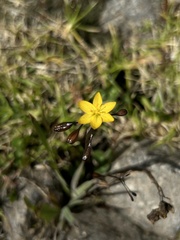 Sisyrinchium tinctorium