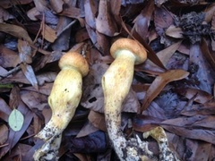 Gymnopilus subspectabilis