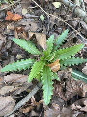 Photinia serratifolia