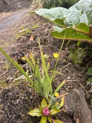 Sisyrinchium tinctorium
