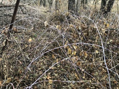 Rubus occidentalis