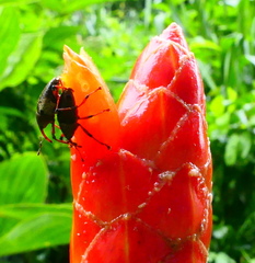 Costus pulverulentus