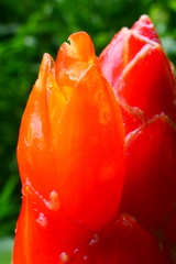Costus pulverulentus