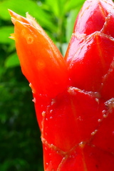 Costus pulverulentus