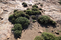 Pronolagus rupestris