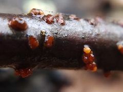 Cryphonectria parasitica