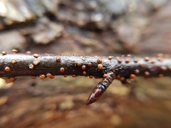 Cryphonectria parasitica