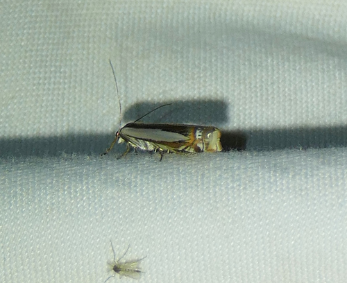 Crambus cyrilellus photo 5