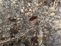 Salsola tragus