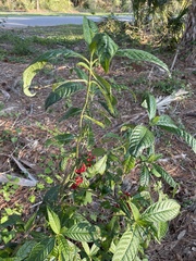 Psychotria tenuifolia