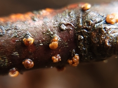 Cryphonectria parasitica