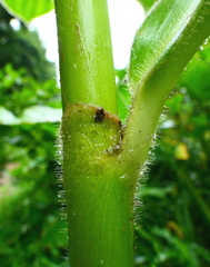Costus pulverulentus