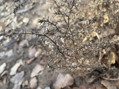 Salsola tragus