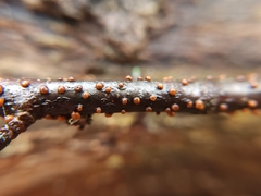 Cryphonectria parasitica