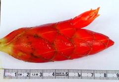 Costus pulverulentus