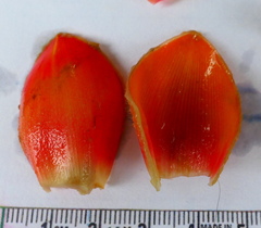 Costus pulverulentus