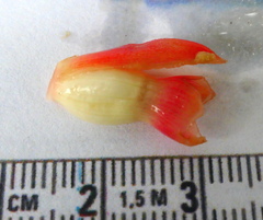 Costus pulverulentus