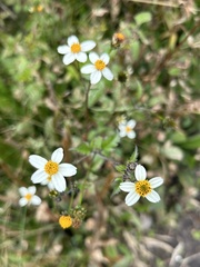 Bidens alba image