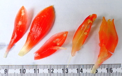 Costus pulverulentus