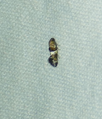 Nealyda bifidella