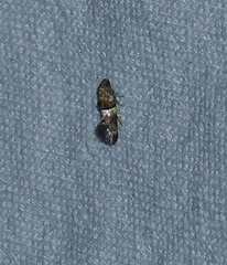 Nealyda bifidella