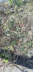 Porophyllum ruderale