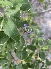 Vitex trifolia