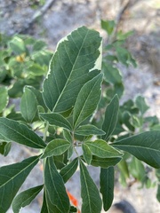 Vitex trifolia