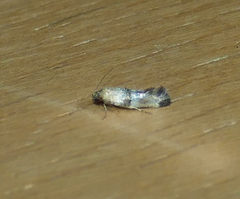 Nealyda bifidella