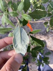 Vitex trifolia