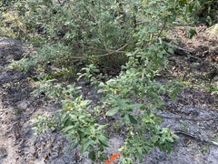 Vitex trifolia