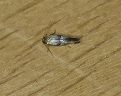 Nealyda bifidella