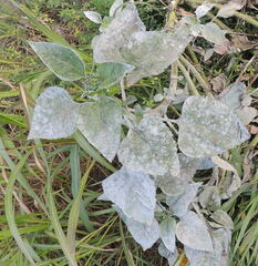 Golovinomyces cichoracearum