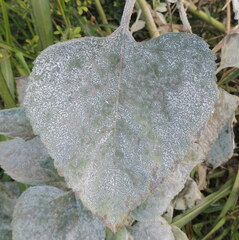 Golovinomyces cichoracearum