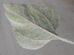 Golovinomyces cichoracearum