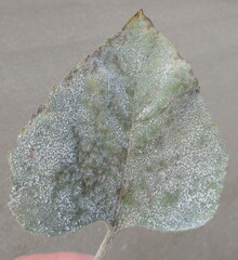 Golovinomyces cichoracearum