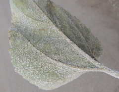 Golovinomyces cichoracearum