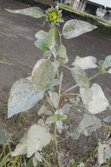 Golovinomyces cichoracearum