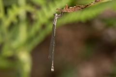 Rhadinosticta simplex