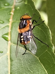 Scaptia