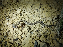 Agkistrodon laticinctus