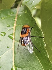 Scaptia