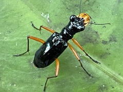 Cicindelinae