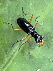 Cicindelinae