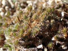Selaginella