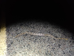 Bogertophis subocularis