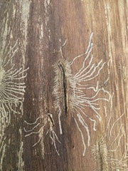 Scolytus